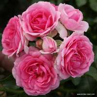 Amica Amica