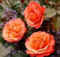 Coral Lions-Rose Coral Lions-Rose