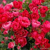 Pink Forest Rose Pink Forest Rose