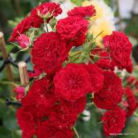 Crimson Siluetta Crimson Siluetta