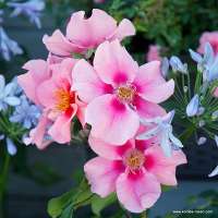 SEE YOU in pink SEE YOU in pink