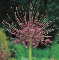 ЛУК ШУБЕРТА ( ALLIUM SCHUBERTII )