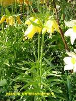 Рябчик императорский Lutea Рябчик императорский Lutea