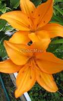 Лилия Lilium asiatic hybrid) Apricot Beauty