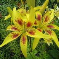 Лилия (Lilium asiatic hybrid) Жар птица