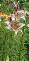 Лилия (Lilium asiatic hybrid) Саламандра