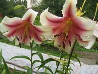 Лилия (Lilium ОТ Hybrids) Shocking