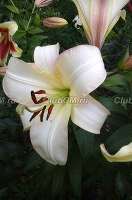 Лилия (Lilium OT-Hybrids) Boogie Woogie