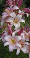 Лилия (Lilium OT-Hybrids) Space Mauntain