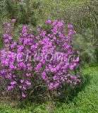 Rh.Sichotense 60 см Rh.Sichotense 60 см