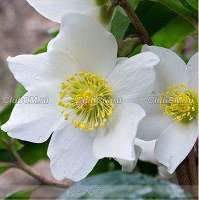 МОРОЗНИК ЧЕРНЫЙ ( HELLEBORUS NIGER ) МОРОЗНИК ЧЕРНЫЙ ( HELLEBORUS NIGER )