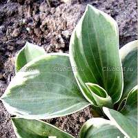ХОСТА ( HOSTA ) COUNTRY MOUSE ХОСТА ( HOSTA ) COUNTRY MOUSE