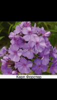 Карл Форстер Карл Форстер