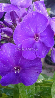 Синяя ночь Синяя ночь