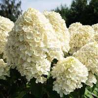 Гортензия метельчатая “Summer Snow” Гортензия метельчатая “Summer Snow”