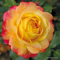 Rose der Hoffnung Rose der Hoffnung