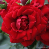 Amadeus Amadeus
