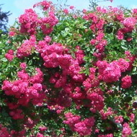 Super Excelsa Super Excelsa