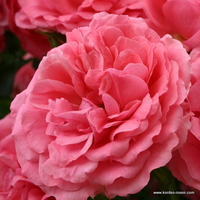 Rosarium Uetersen Rosarium Uetersen