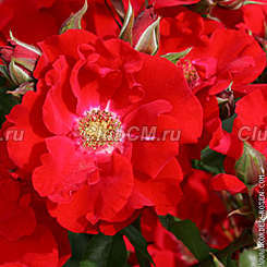 Roter Korsar Roter Korsar