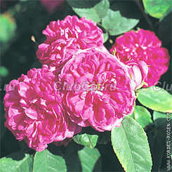 Rose de Resht Rose de Resht