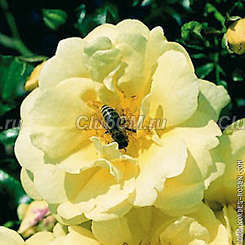 Sunny Rose Sunny Rose