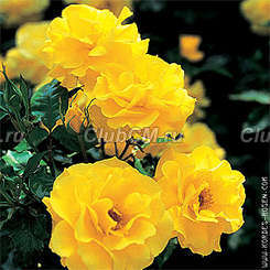 Friesia Friesia