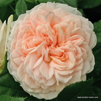 Garden of Roses Garden of Roses