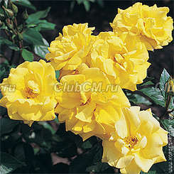 Goldmarie 82 Goldmarie 82