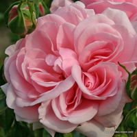 Home & Garden Home & Garden