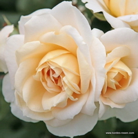 Lions-Rose Lions-Rose