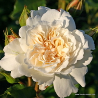 Petticoat Petticoat