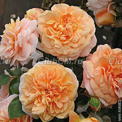 Sangerhäuser Jubiläumsrose Sangerhäuser Jubiläumsrose