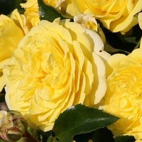 Solero Solero
