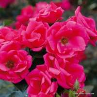 Gartenfreund Gartenfreund