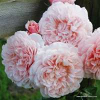 Rose de Tolbiac Rose de Tolbiac