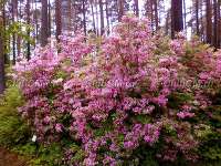 Rh. Roseum (высота 100 см) Rh. Roseum (высота 100 см)